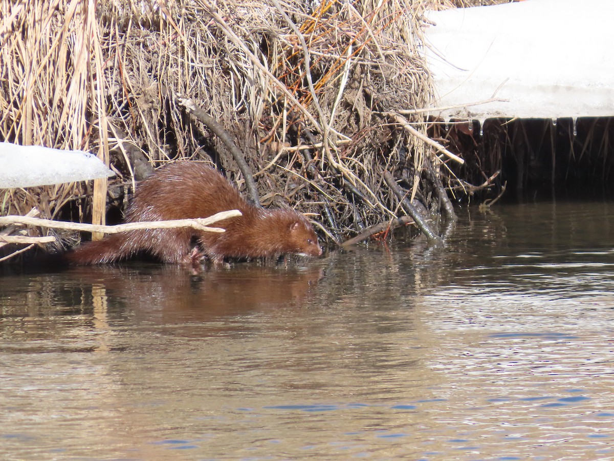 Visone americano - ML648741137