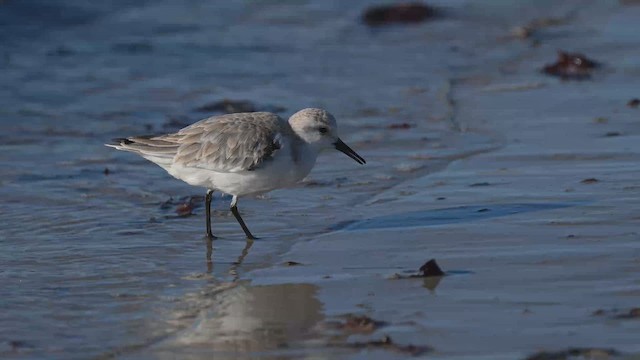 חופית לבנה - ML648741327