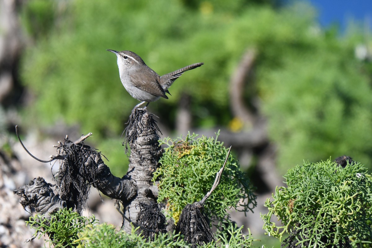 Bewick's Wren - ML648741410
