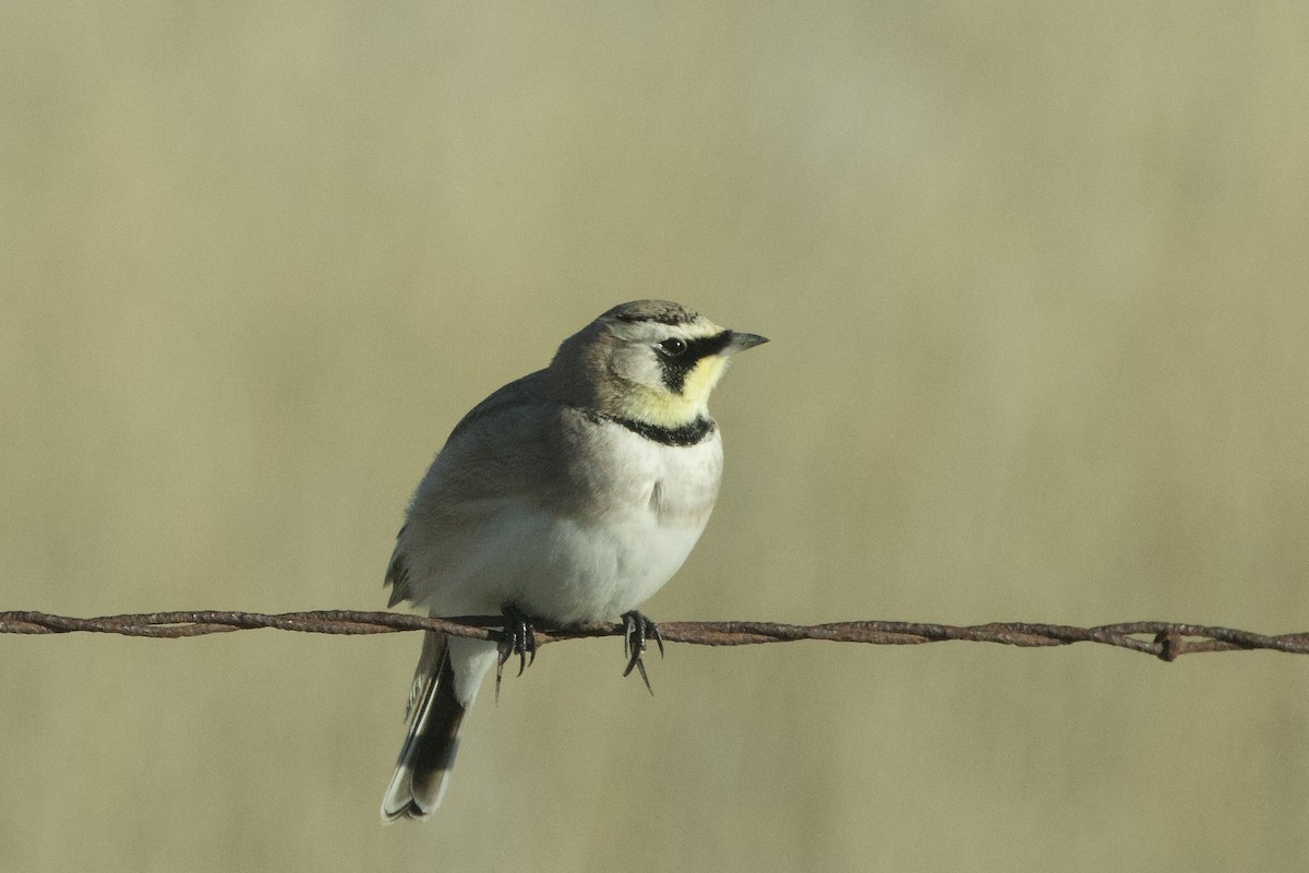 Horned Lark - ML648741431