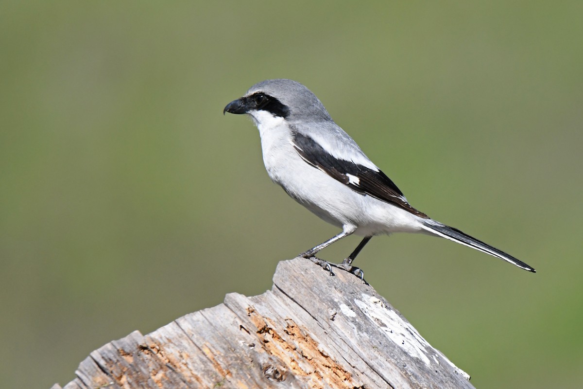Loggerhead Shrike - ML648741452