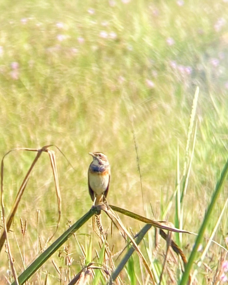 Bluethroat - ML648741490