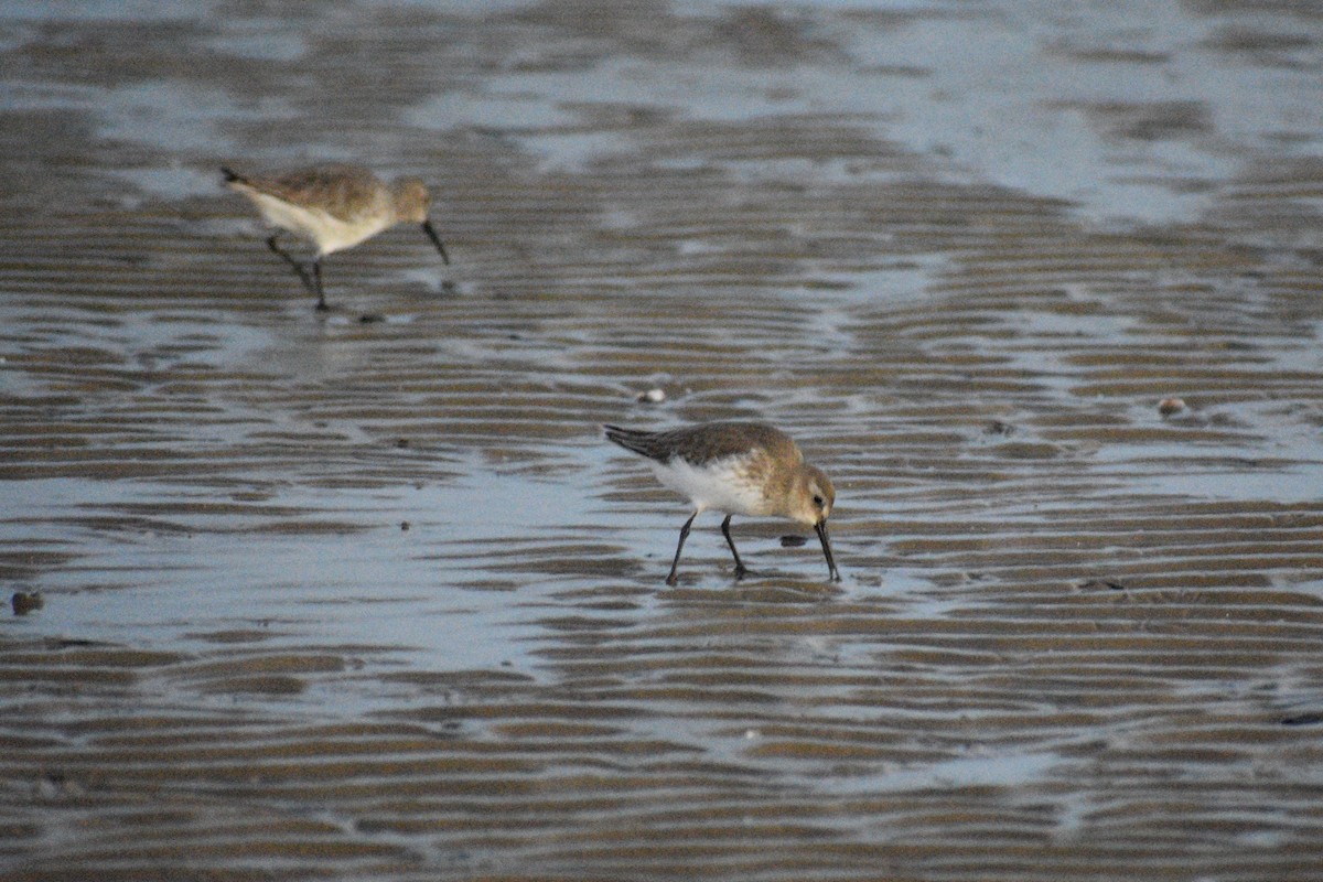 jespák obecný - ML648741548