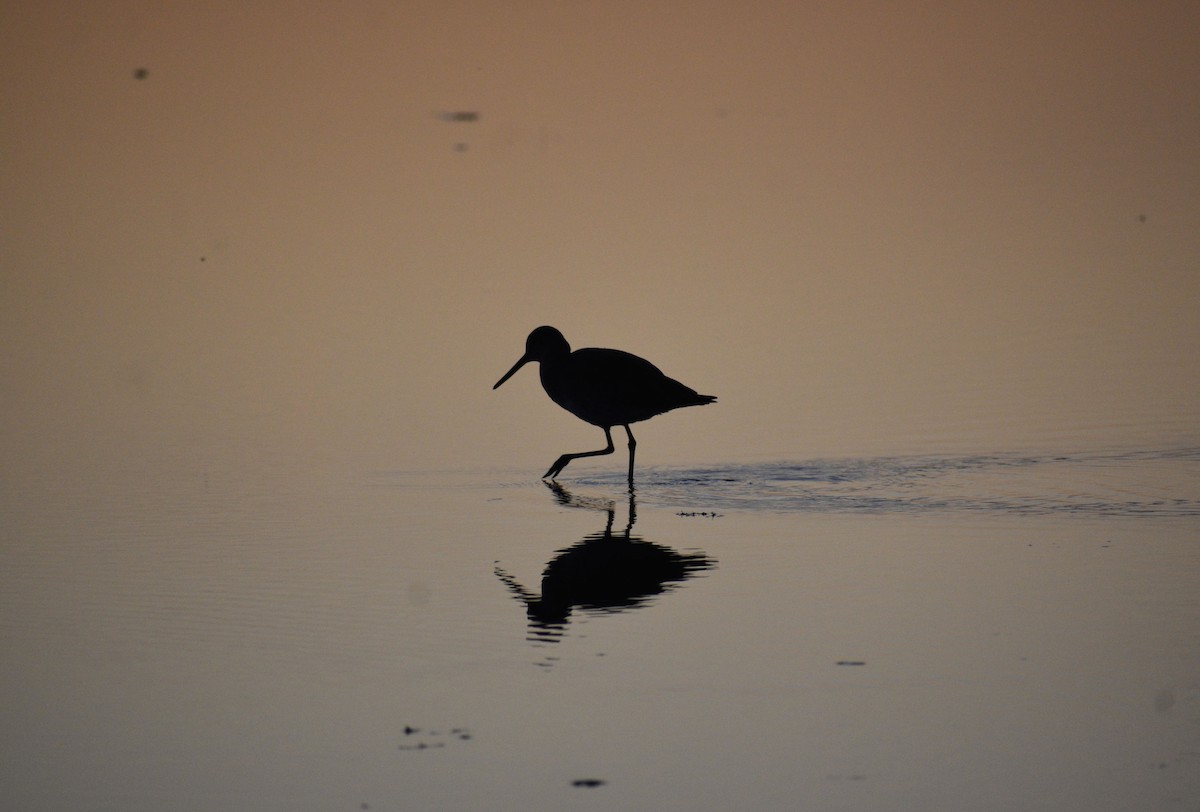 vodouš břehoušovitý - ML648741553