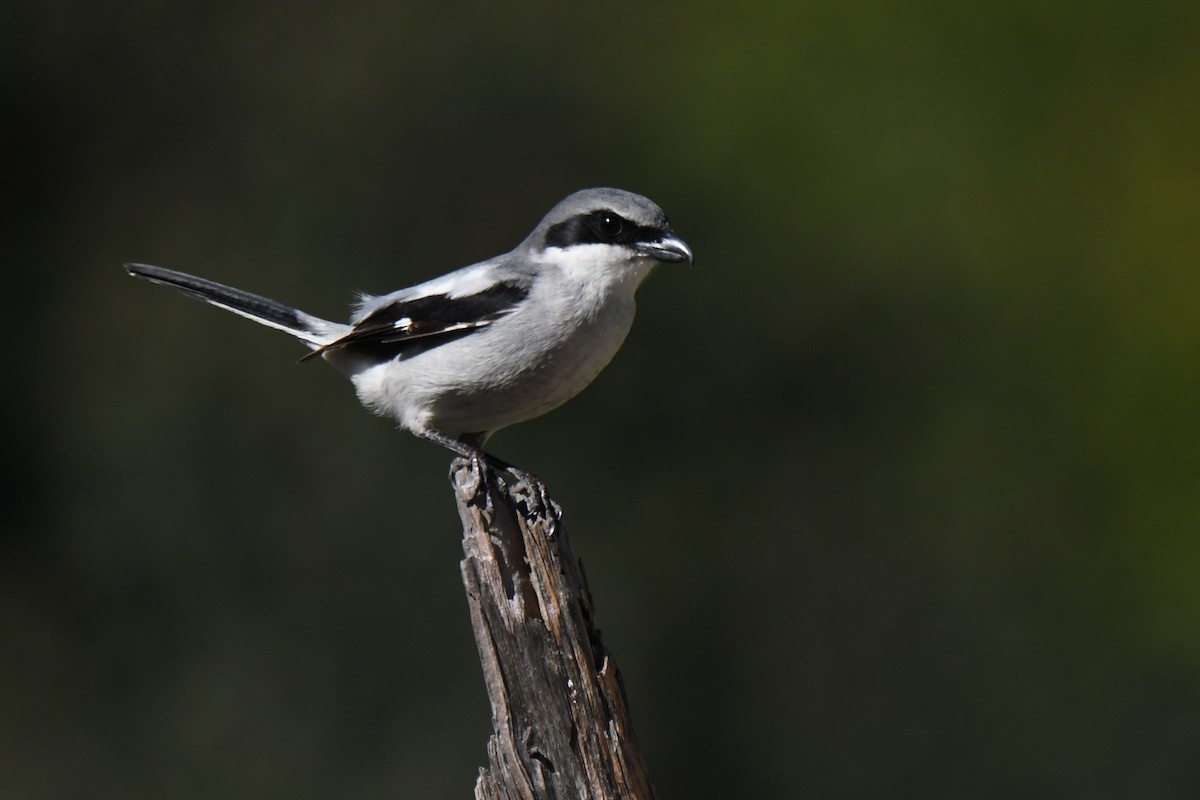 Loggerhead Shrike - ML648741554