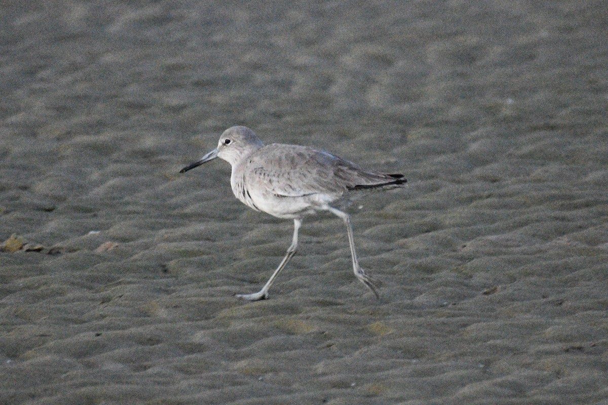 vodouš břehoušovitý - ML648741560