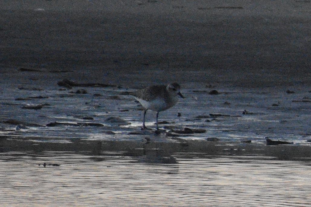 kulík bledý - ML648741564