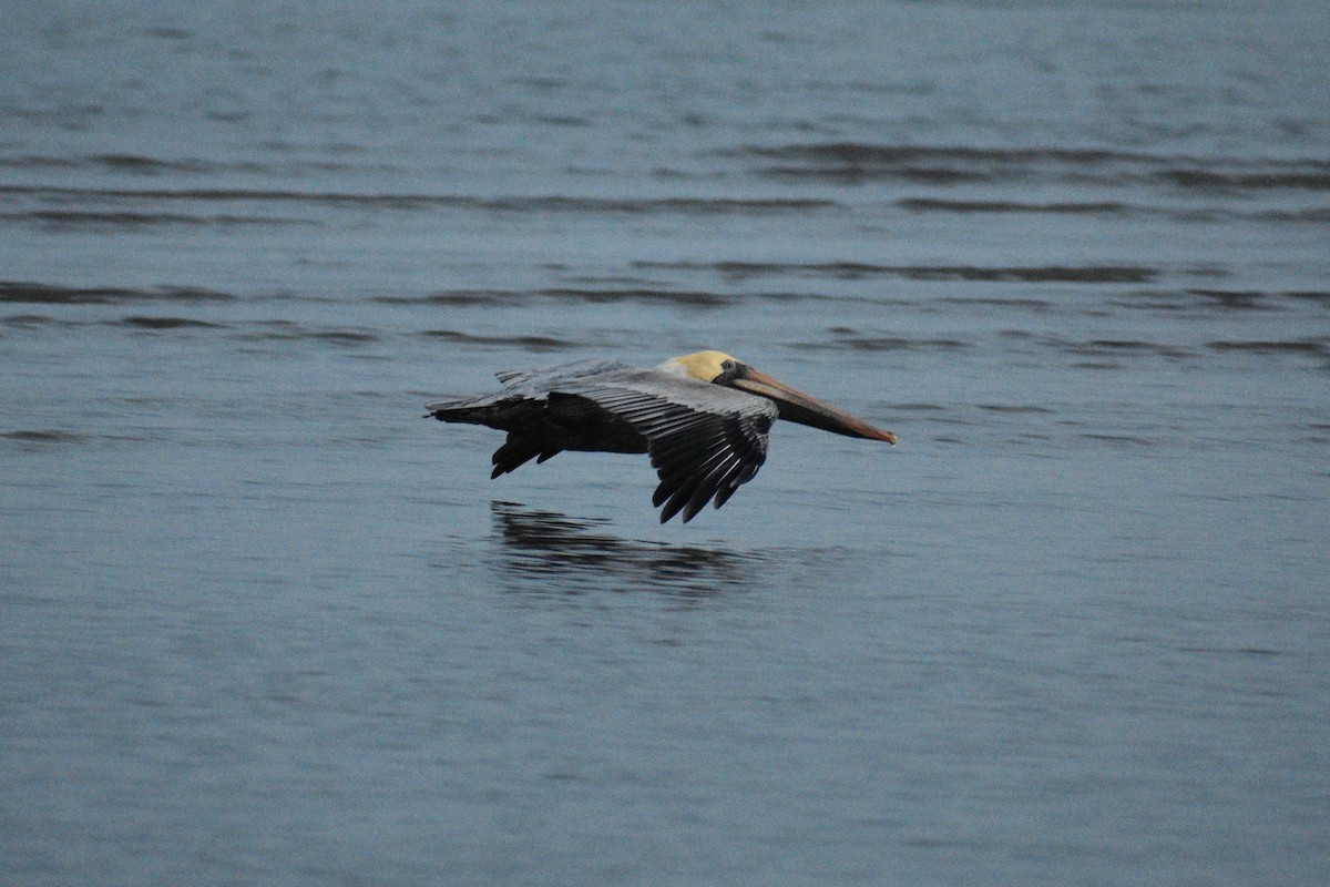 pelikán hnědý - ML648741572