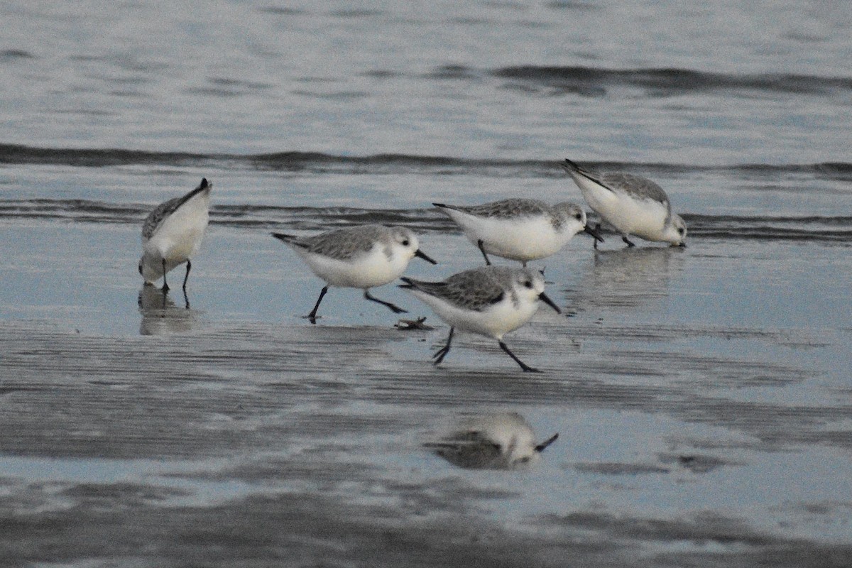 jespák písečný - ML648741579