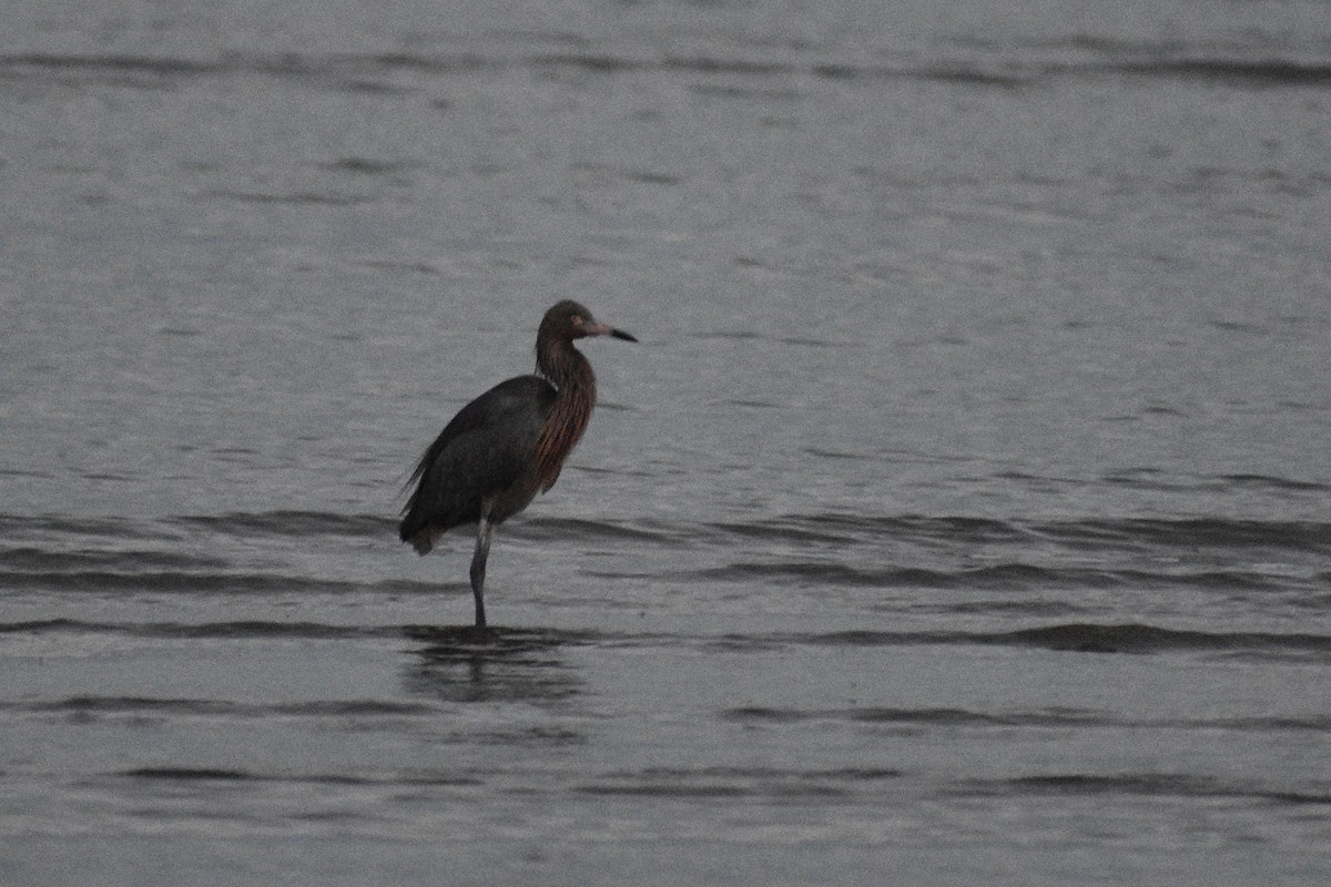 volavka červenavá - ML648741585