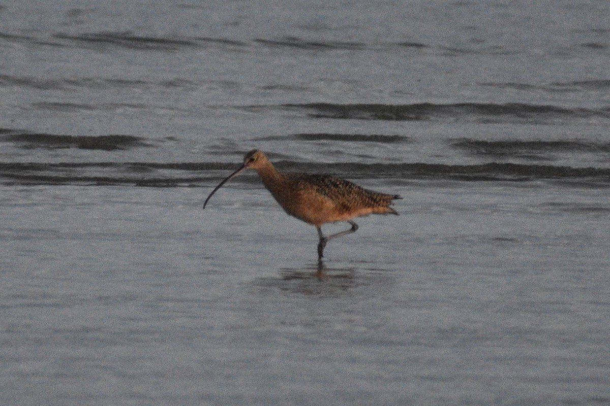 koliha americká - ML648741586