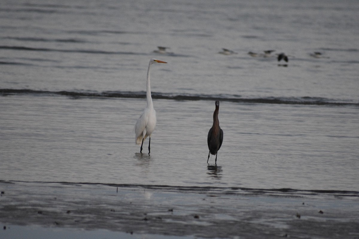 volavka bílá - ML648741589