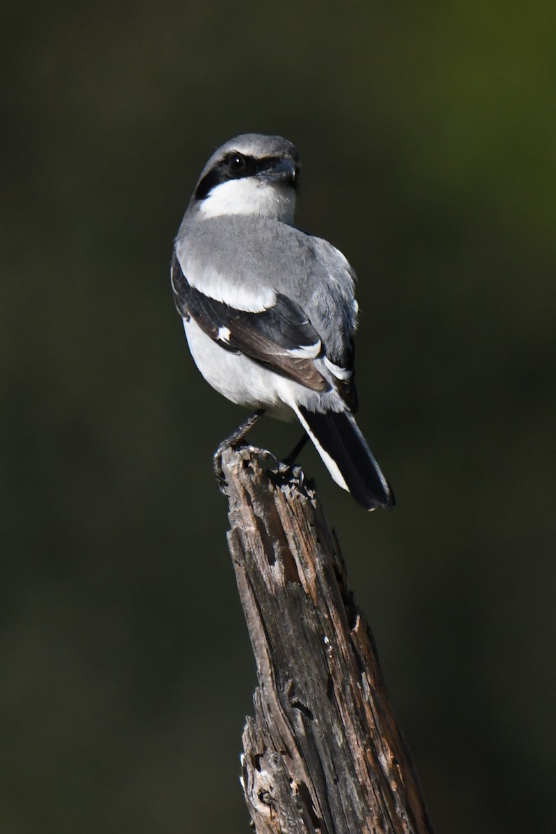 Loggerhead Shrike - ML648741592