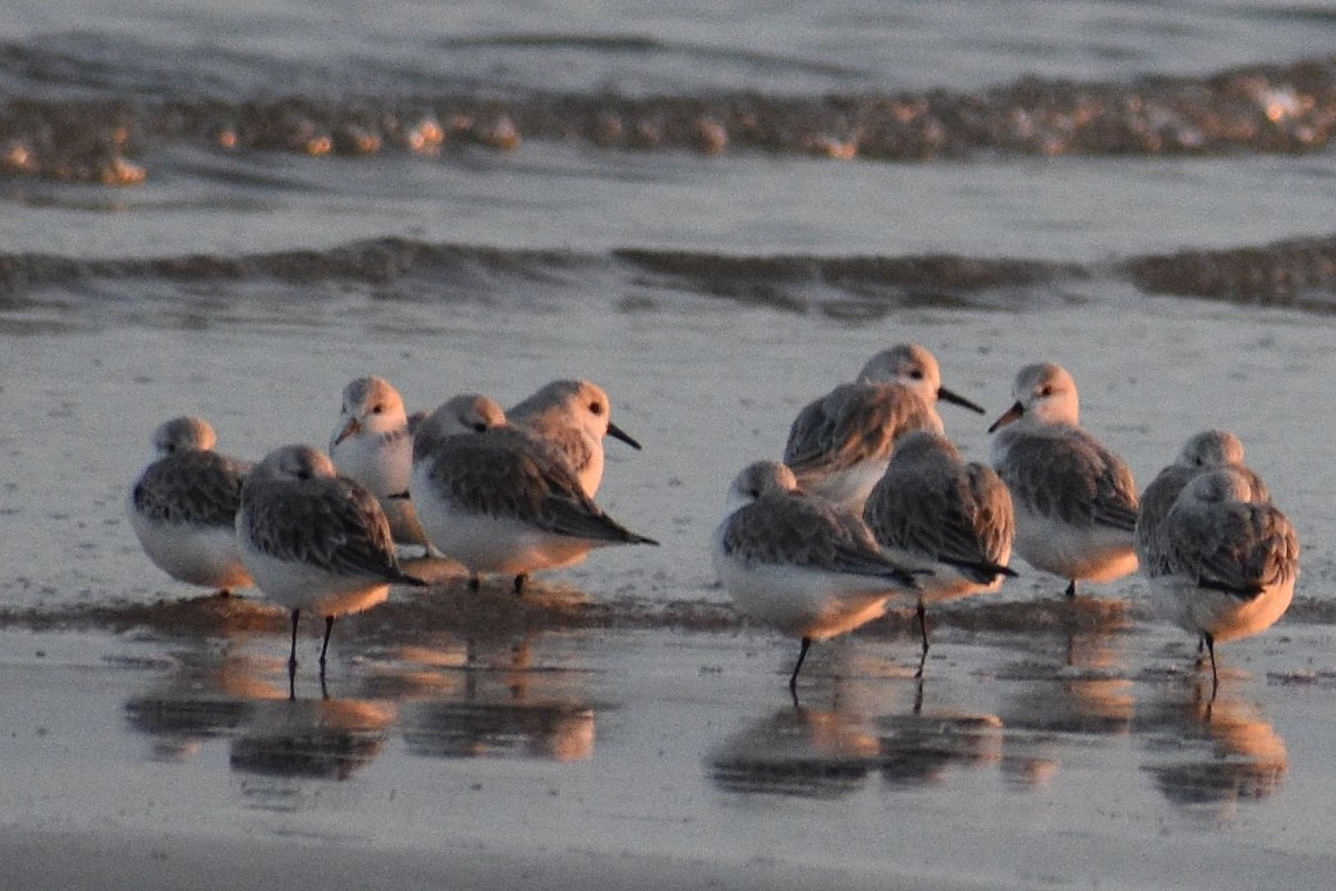 jespák písečný - ML648741623