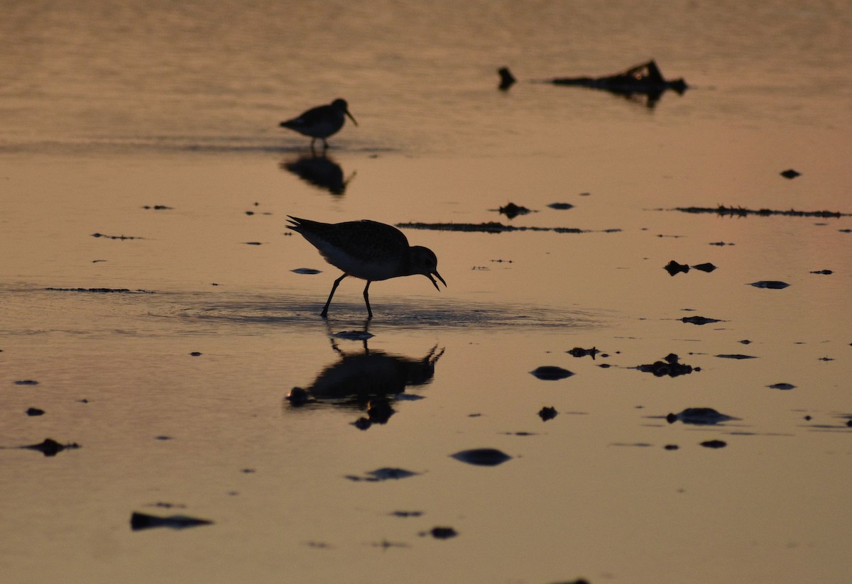 kulík bledý - ML648741629