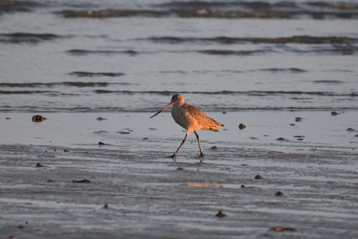 břehouš velký - ML648741640