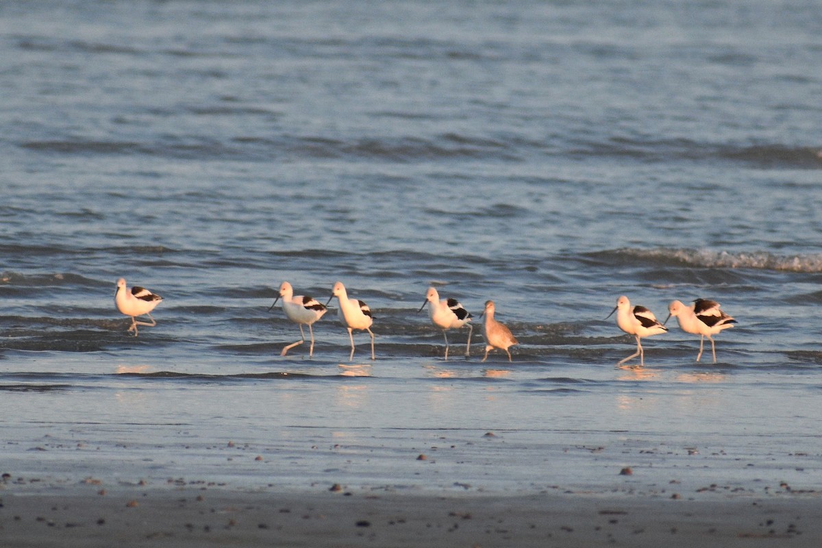 tenkozobec americký - ML648741646