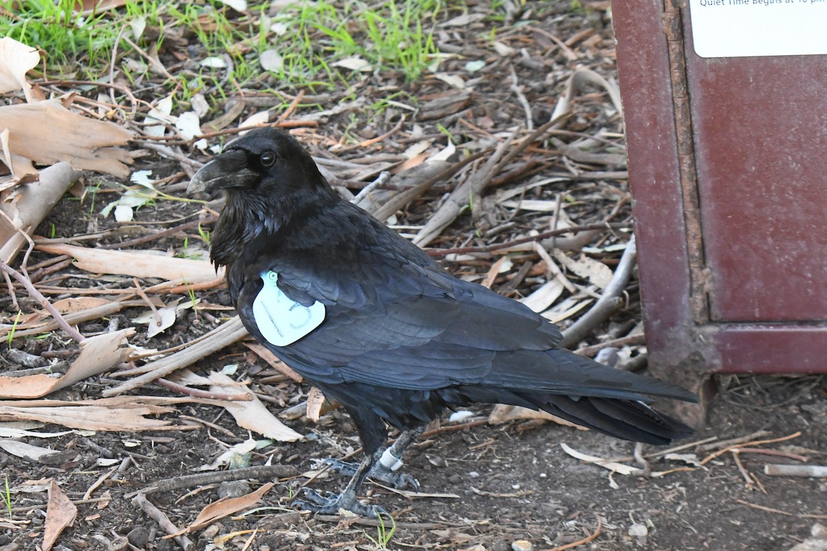 Common Raven - ML648741691