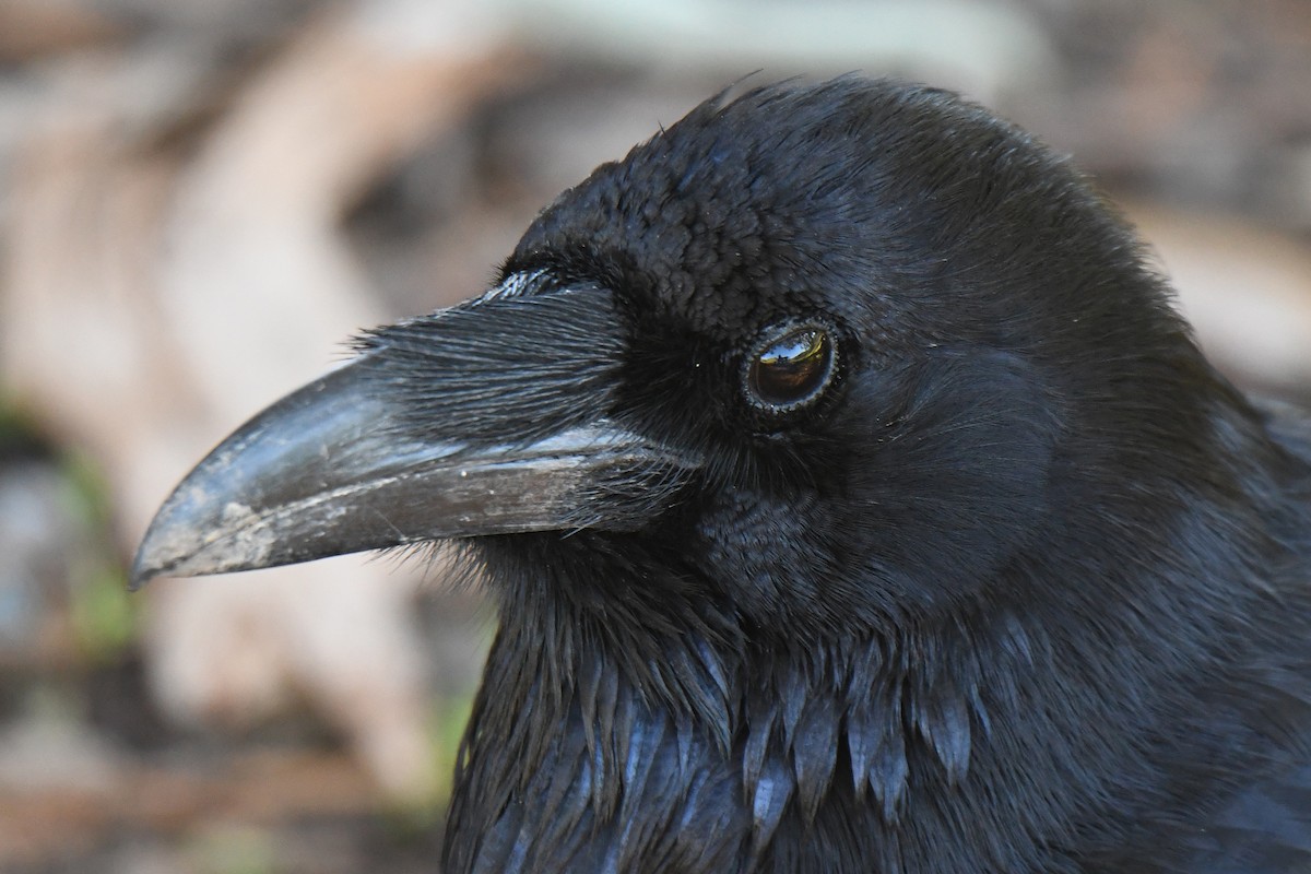 Common Raven - ML648741692