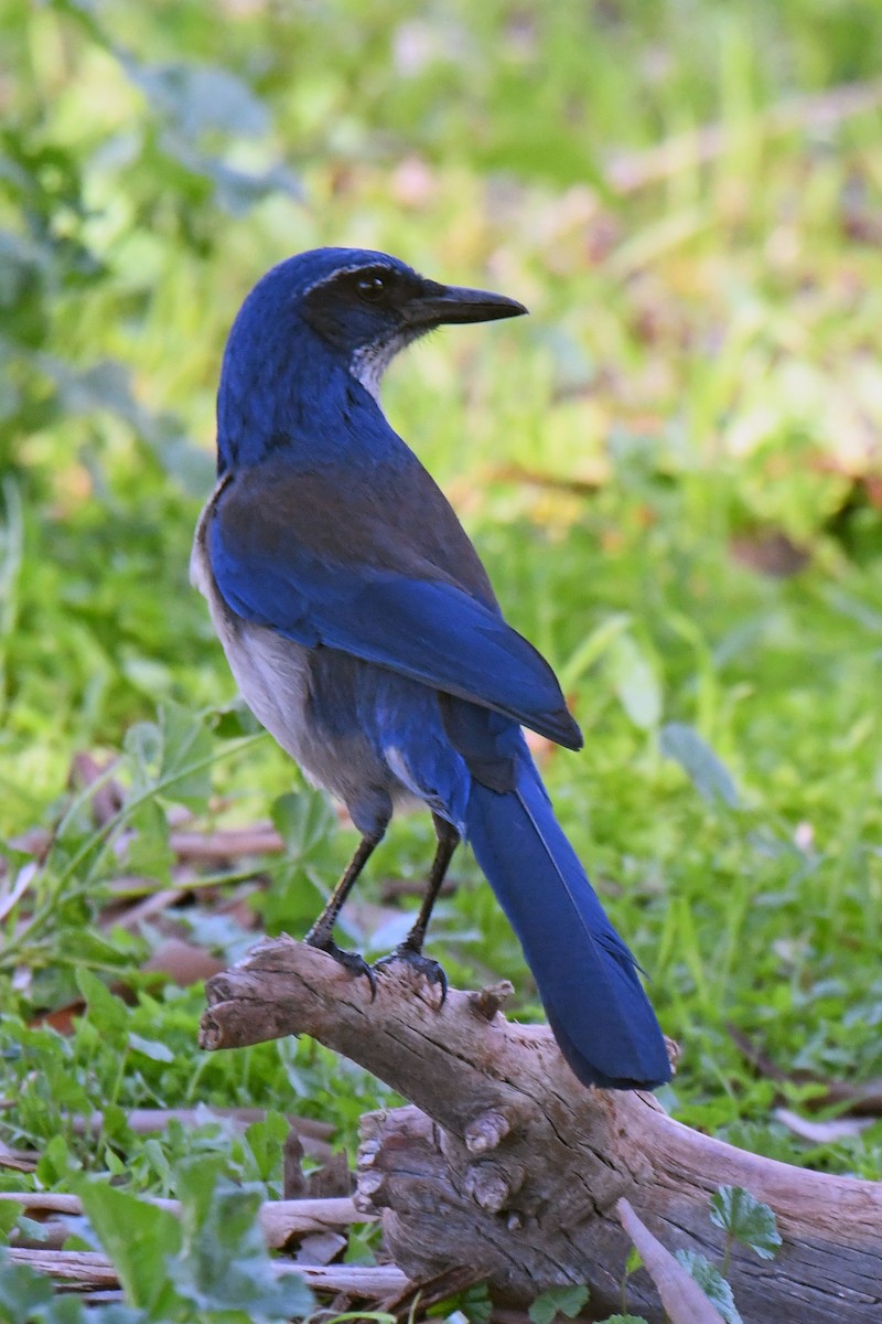 Island Scrub-Jay - ML648741832