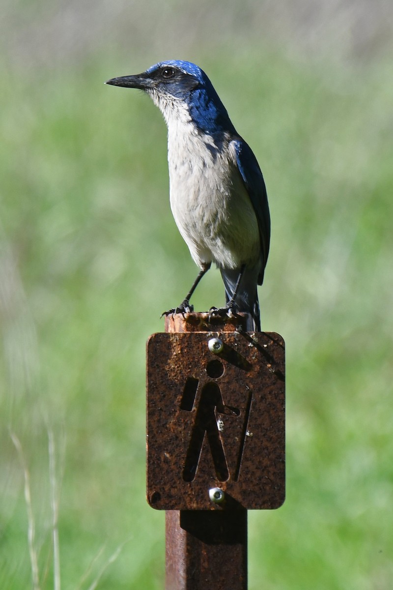 Island Scrub-Jay - ML648741833