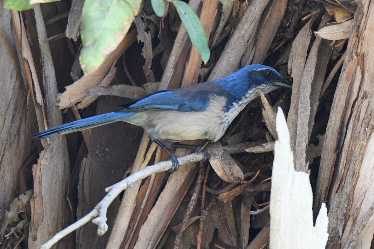Island Scrub-Jay - ML648741834