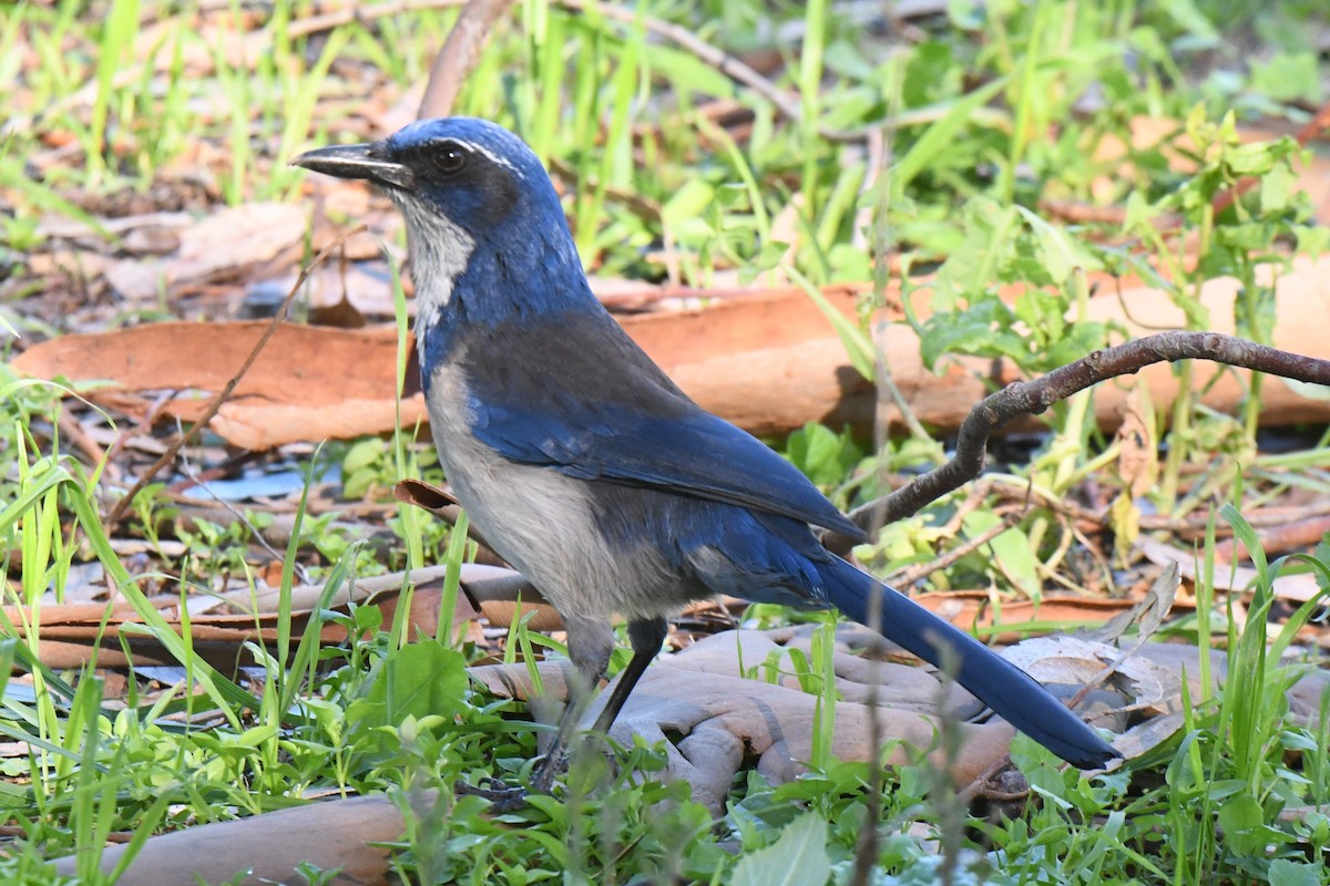 Island Scrub-Jay - ML648741835