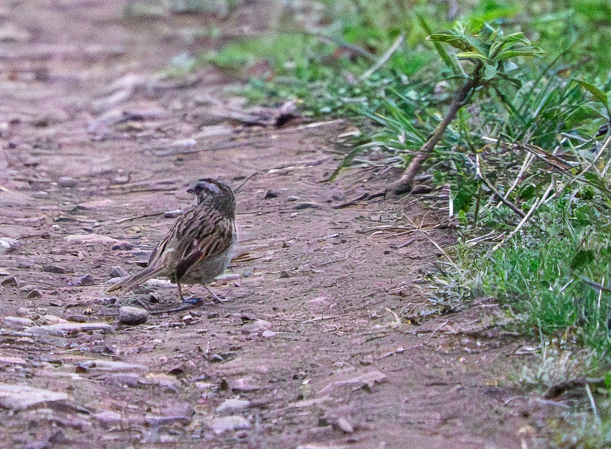 Yungas Sparrow - ML648741889