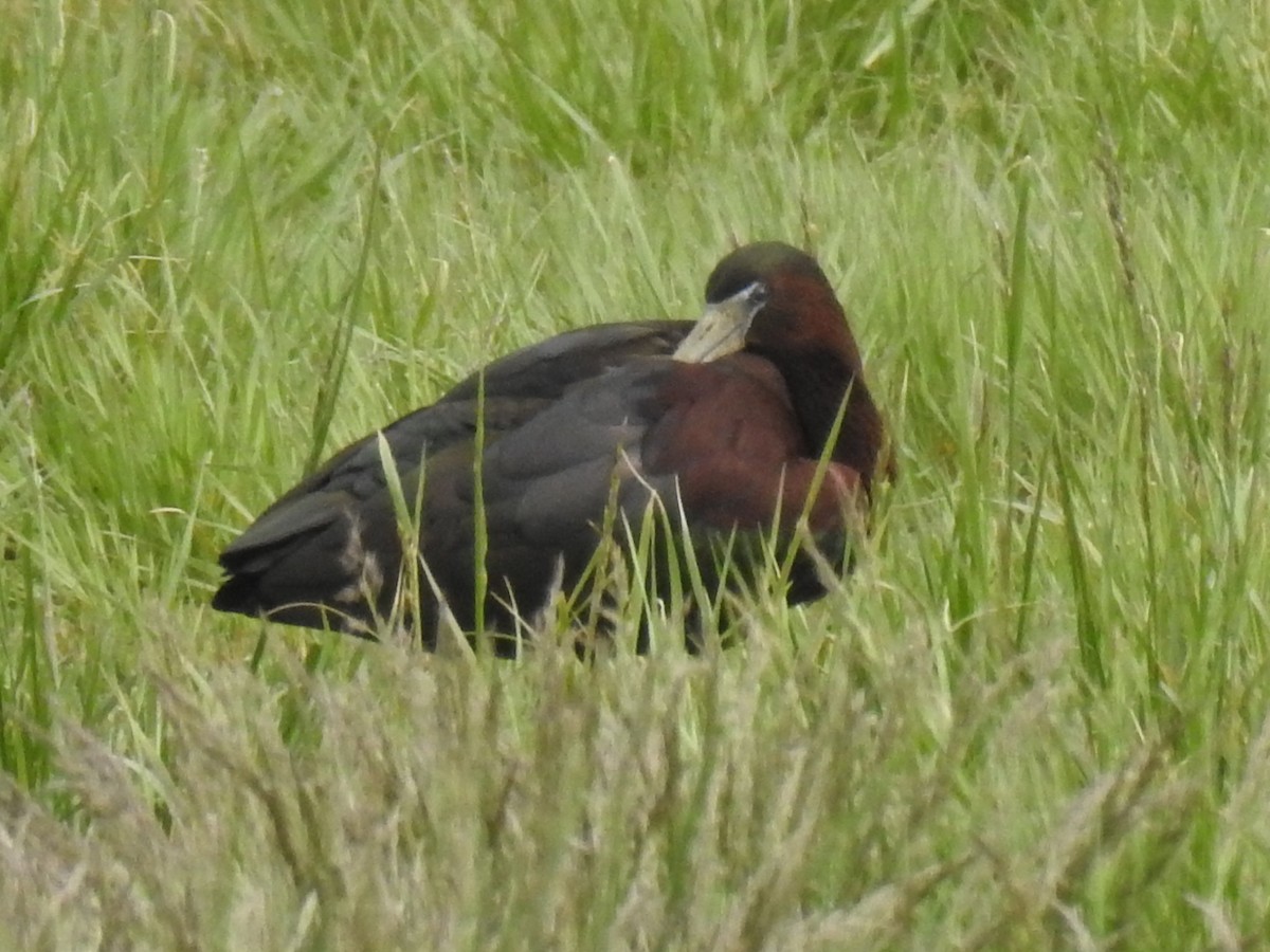 ibis hnědý - ML648741995