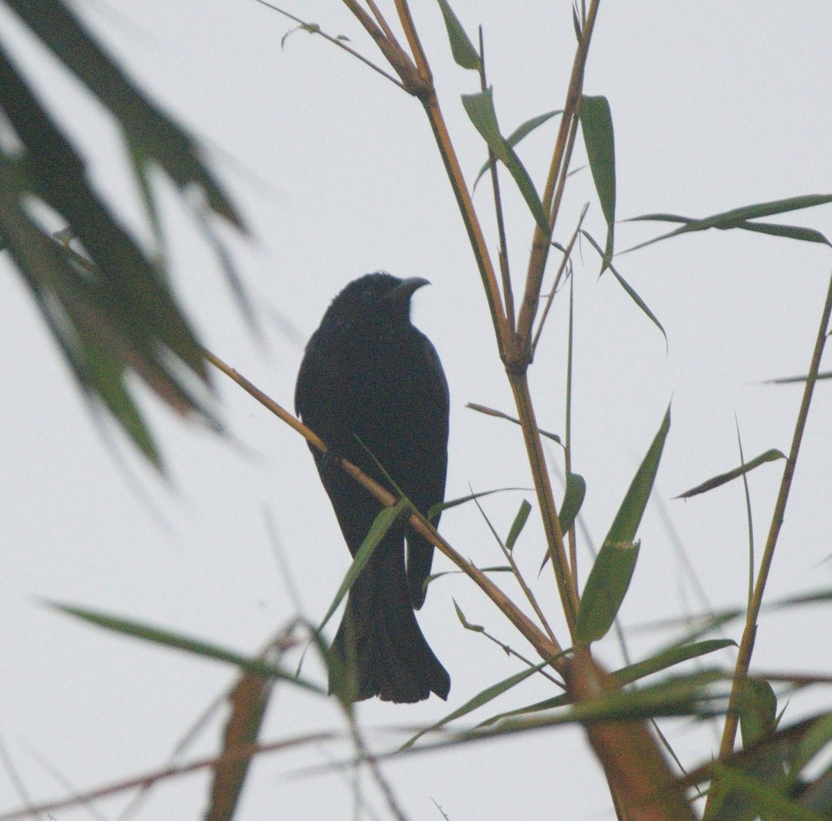 髮冠卷尾 - ML648742969