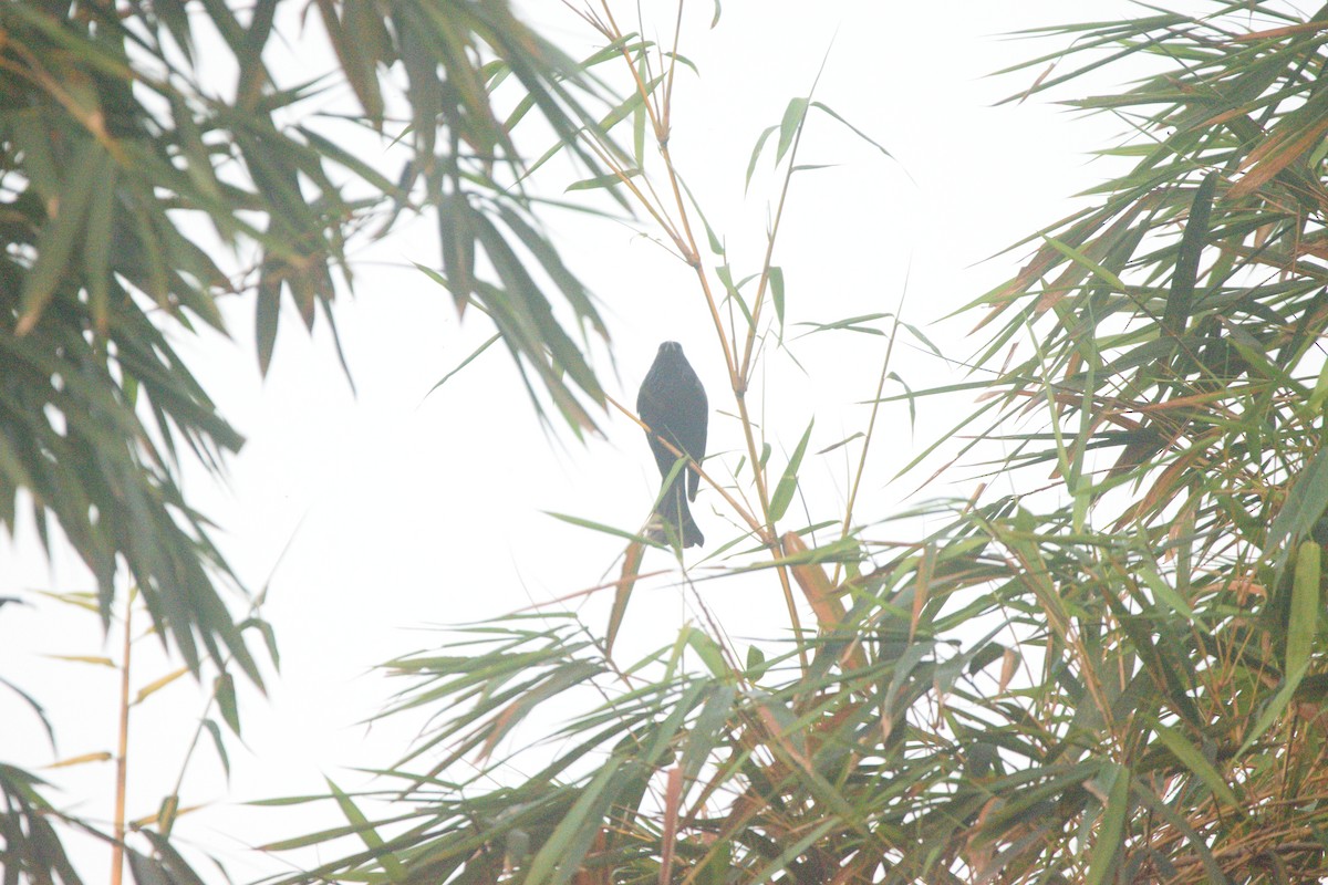 髮冠卷尾 - ML648742971