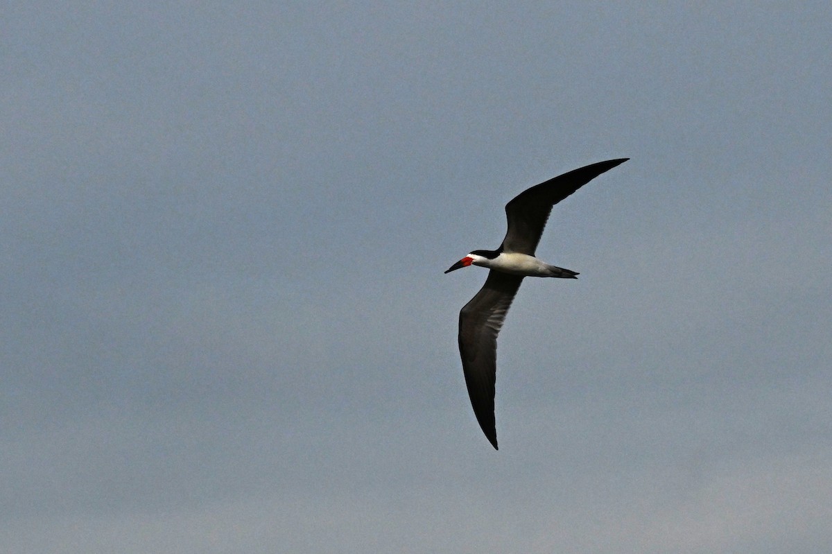 Black Skimmer (cinerascens) - ML648742994