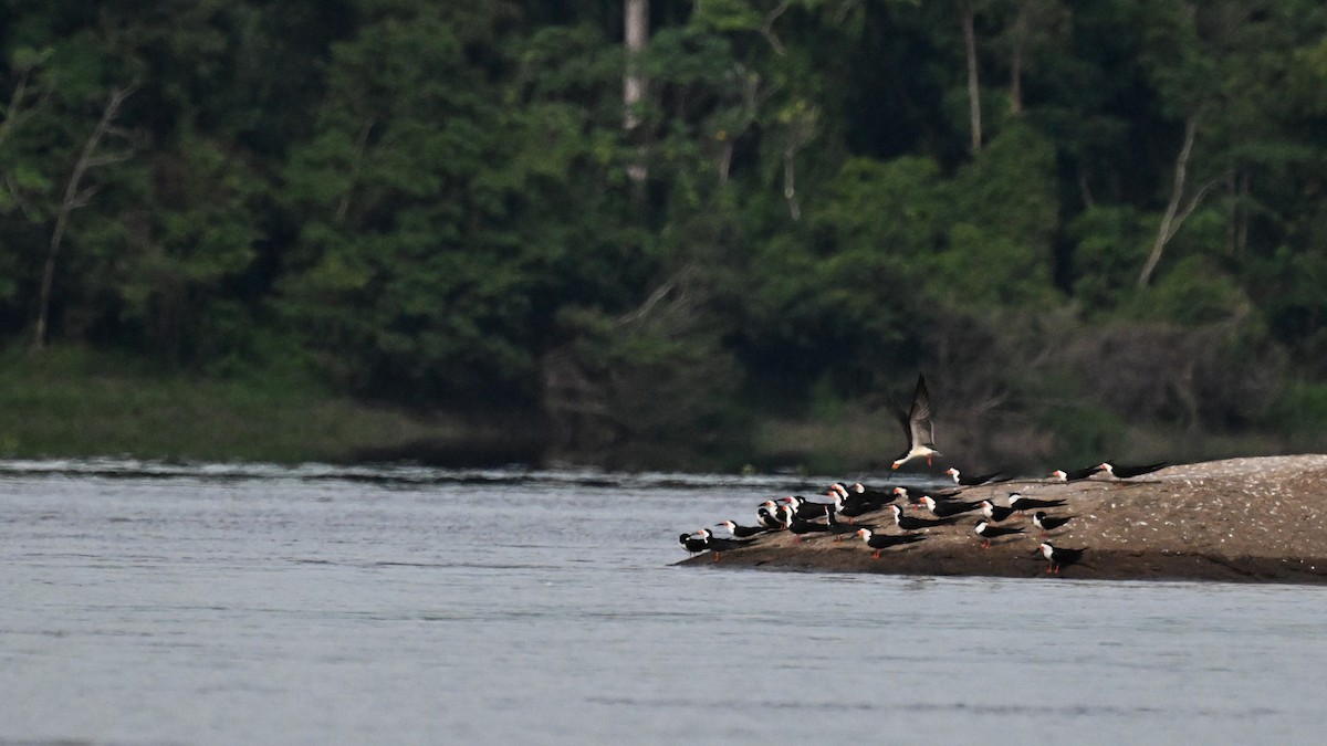 Black Skimmer (cinerascens) - ML648742995