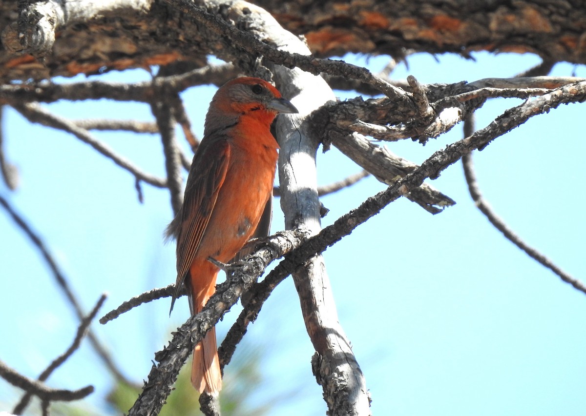 Hepatic Tanager - ML648743084