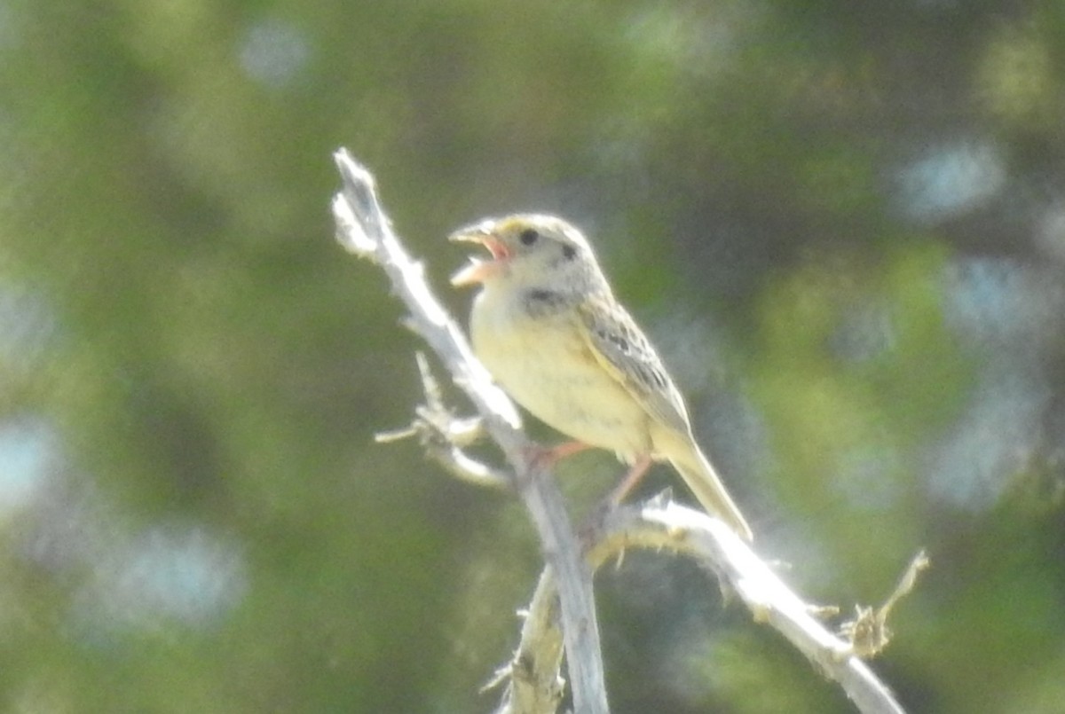 Grasshopper Sparrow - ML648743311