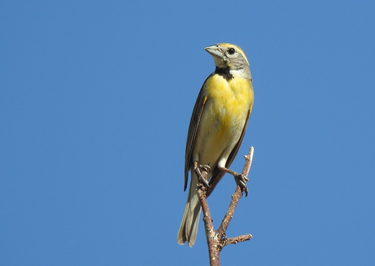 papežík americký - ML648743431