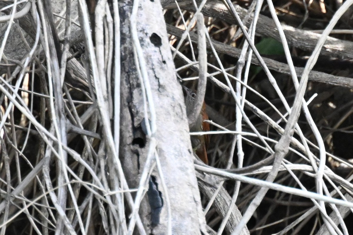 Rusty-backed Spinetail - ML648743478