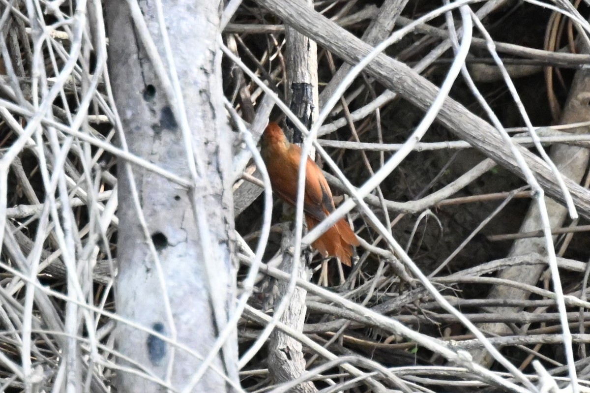 Rusty-backed Spinetail - ML648743479