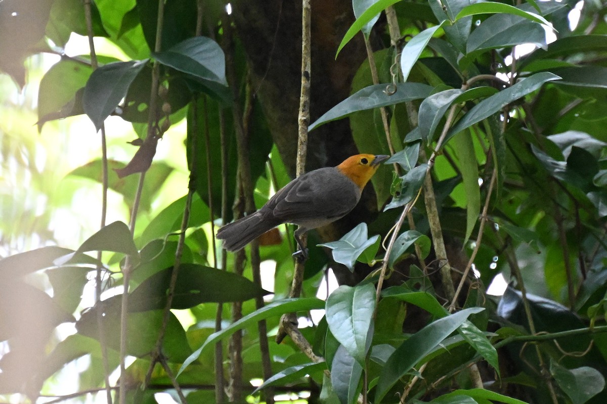 Orange-headed Tanager - ML648743487
