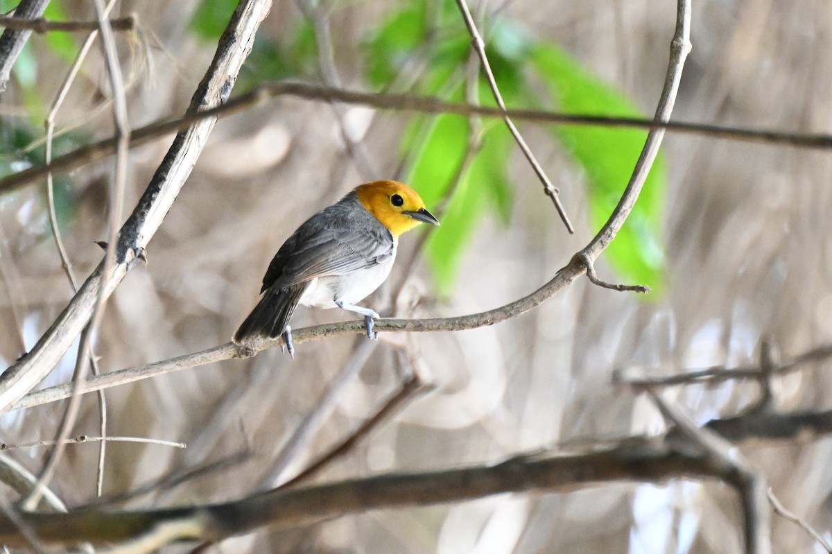Orange-headed Tanager - ML648743488