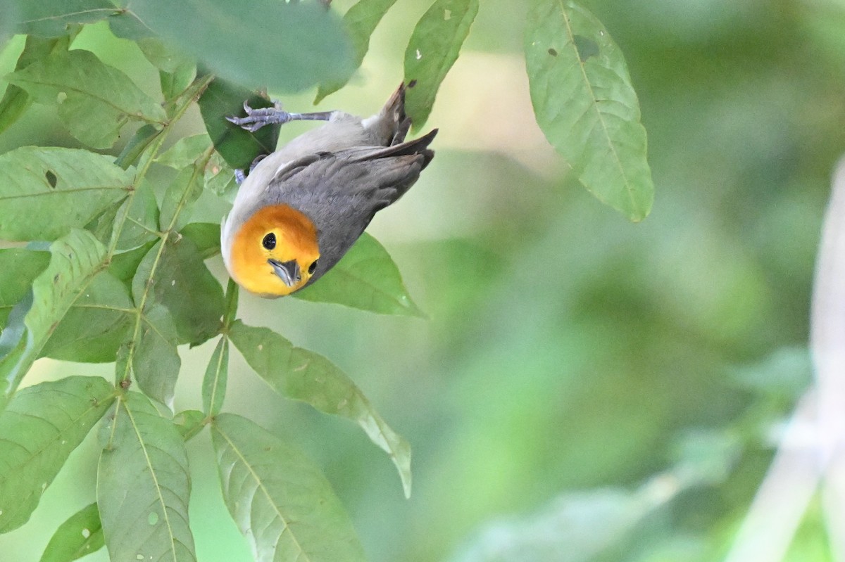 Orange-headed Tanager - ML648743489