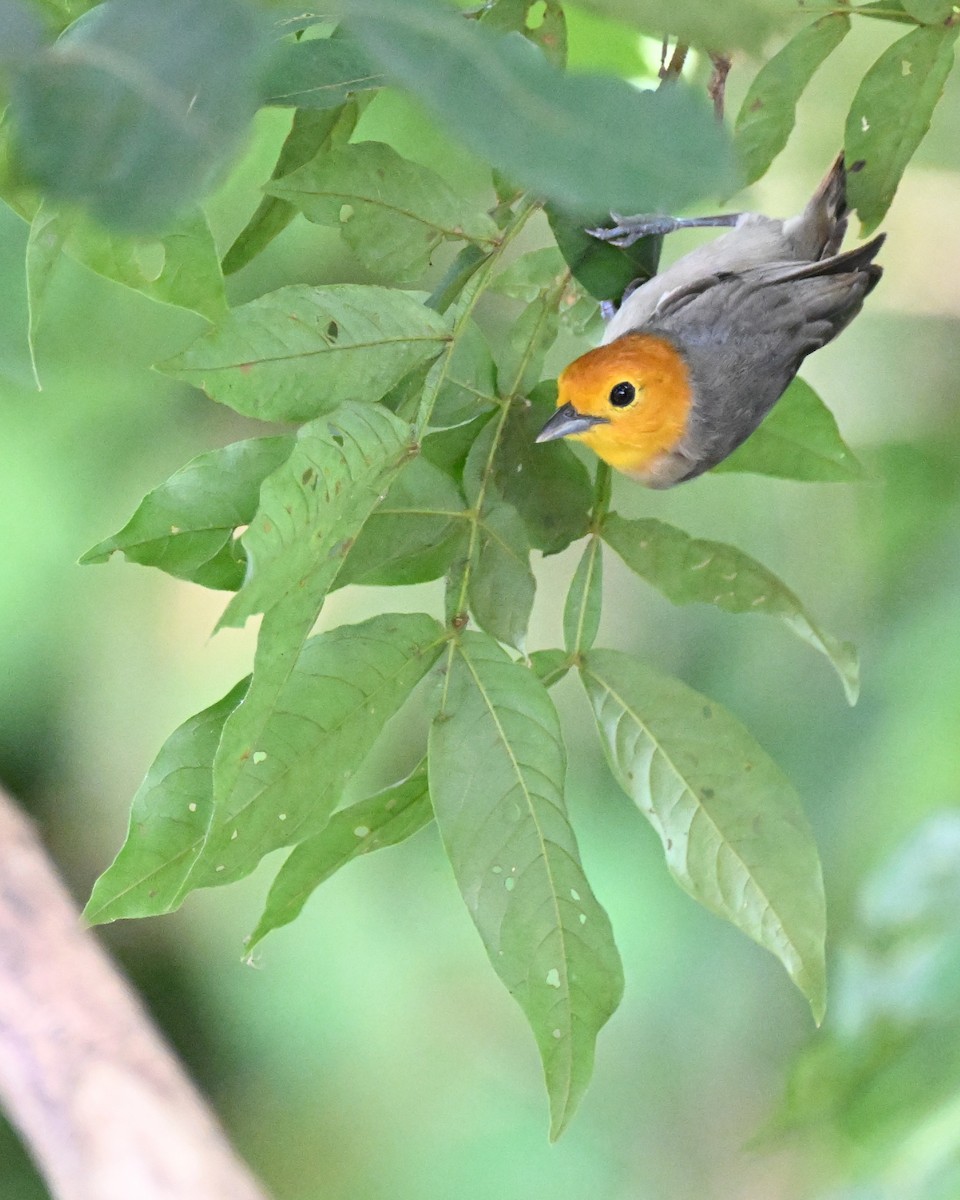 Orange-headed Tanager - ML648743490