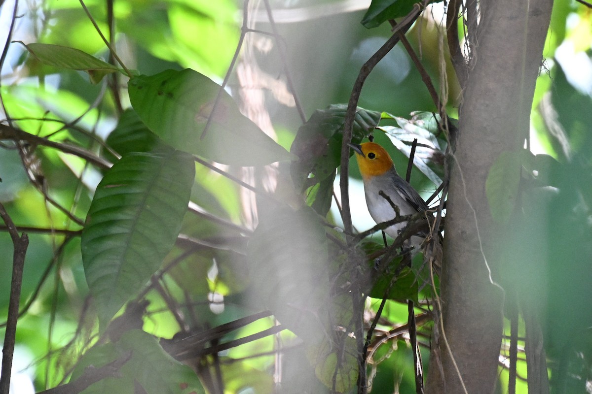 Orange-headed Tanager - ML648743491
