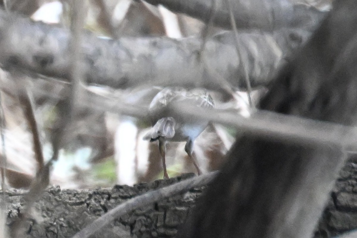 Yellow-browed Sparrow - ML648743492