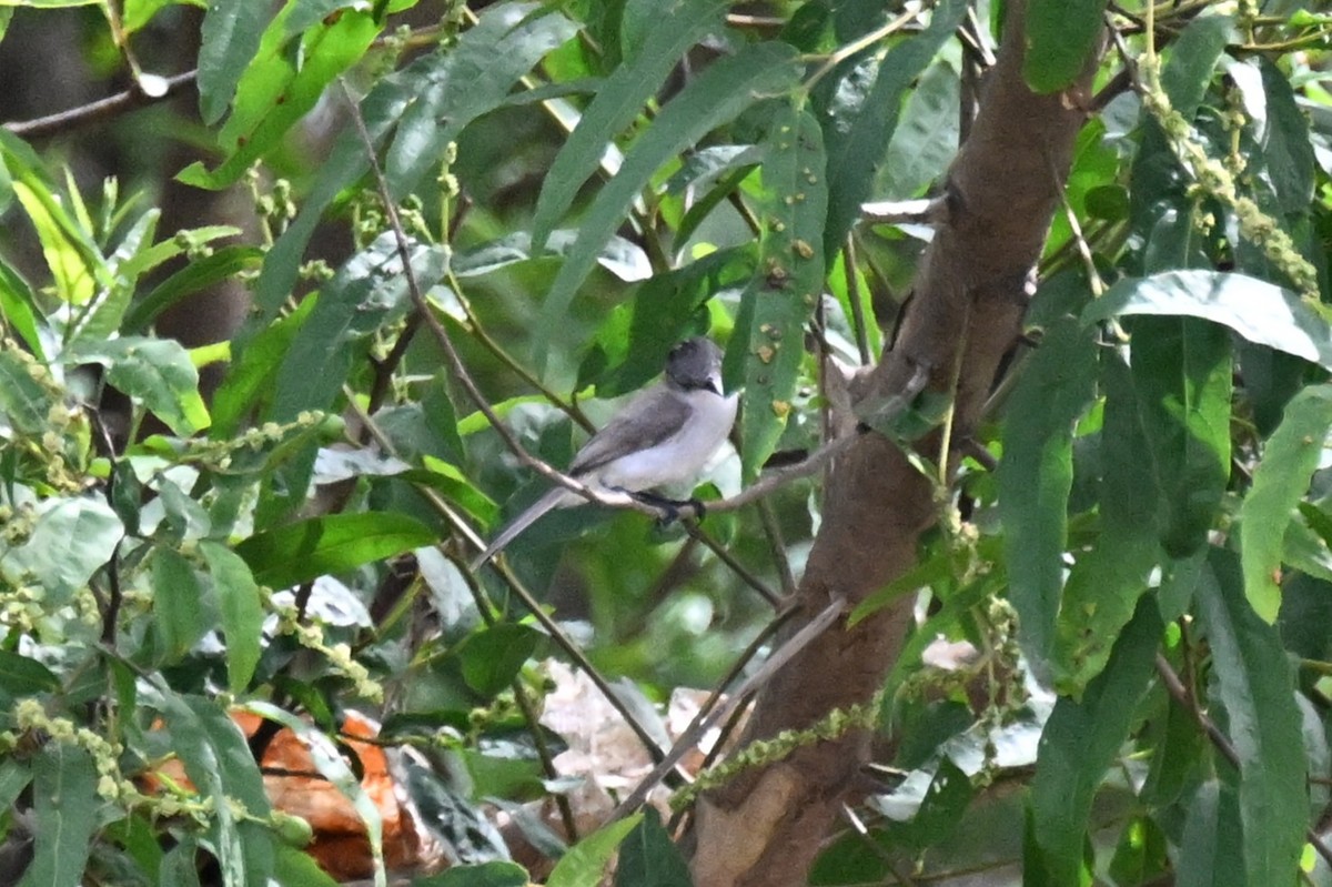 River Tyrannulet - ML648743502