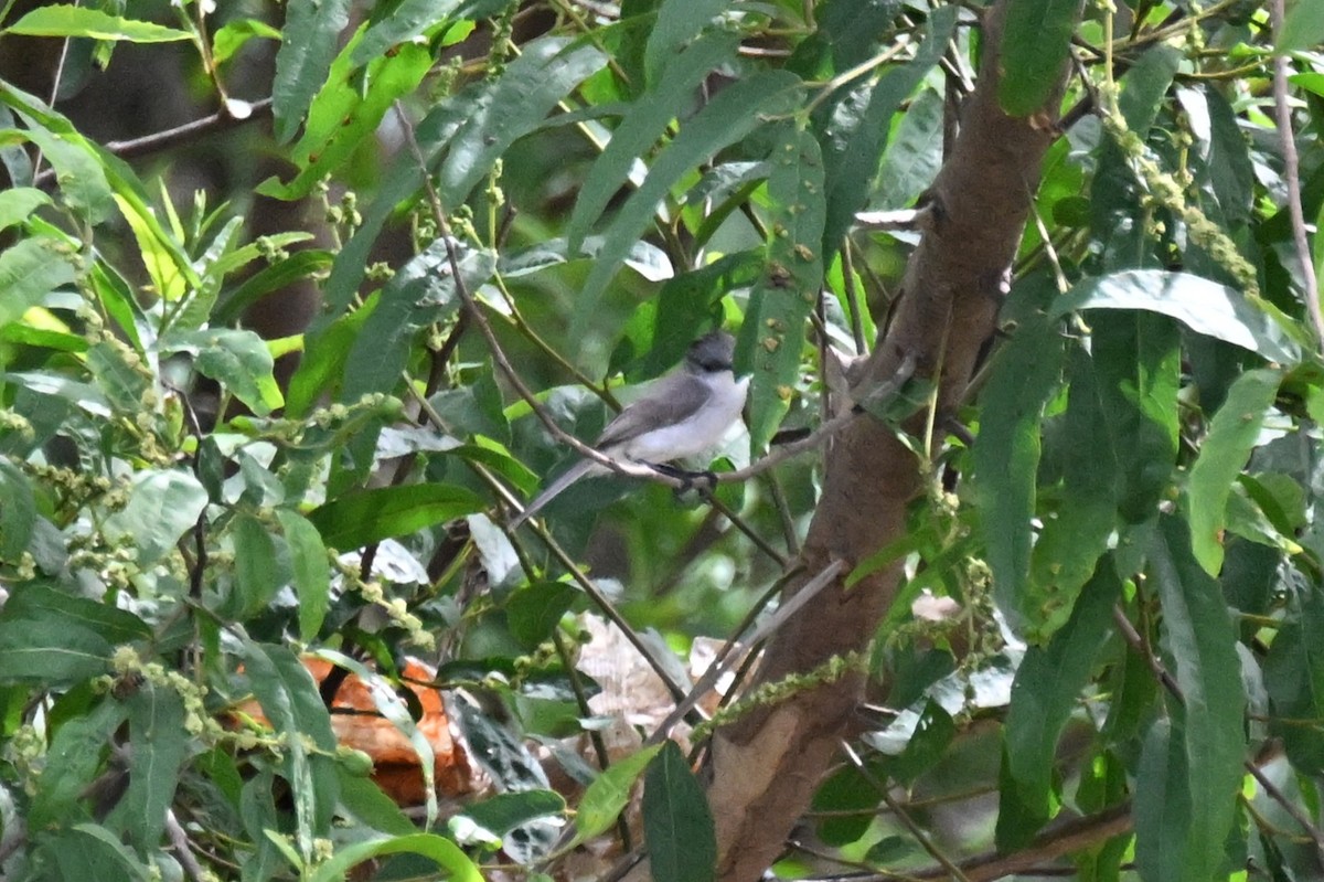 River Tyrannulet - ML648743503