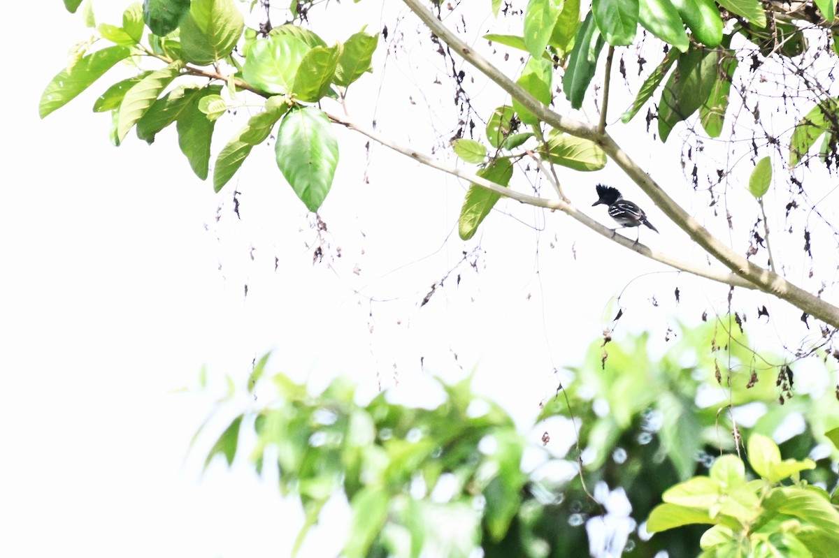 Black-crested Antshrike (Black-crested) - ML648743505