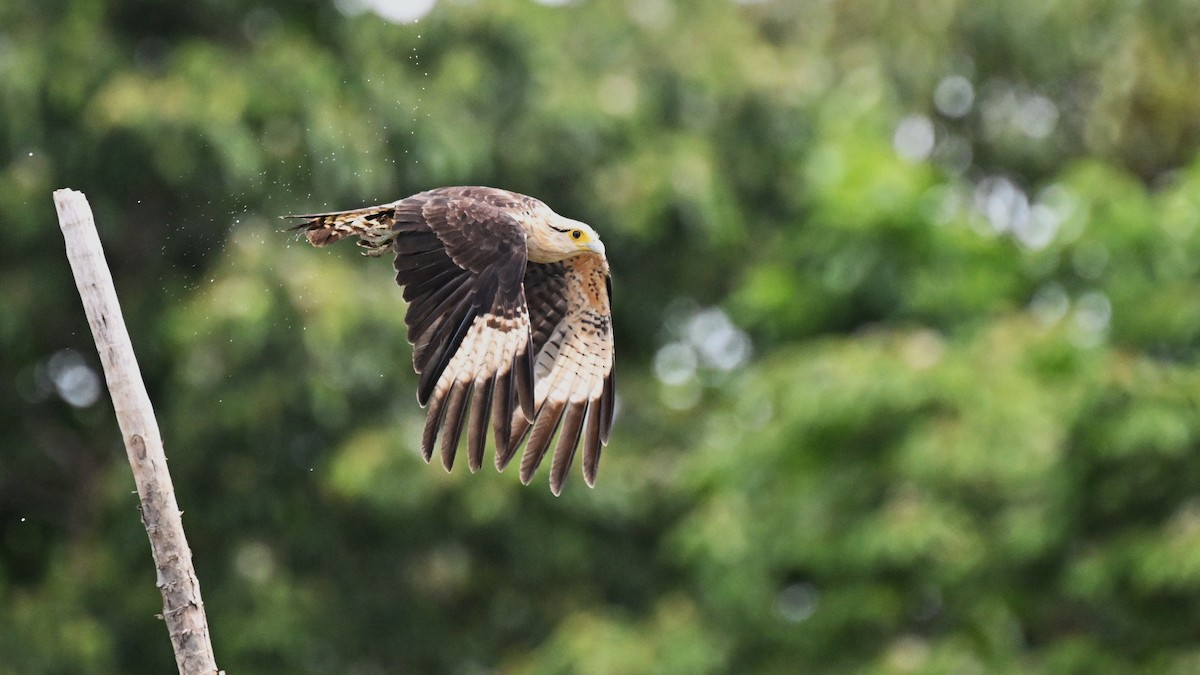 Yellow-headed Caracara - ML648743518