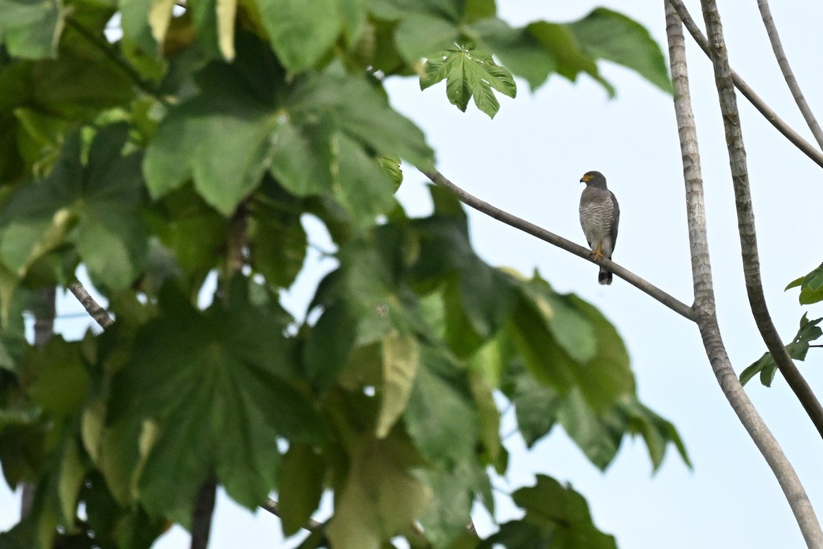 Roadside Hawk - ML648743520