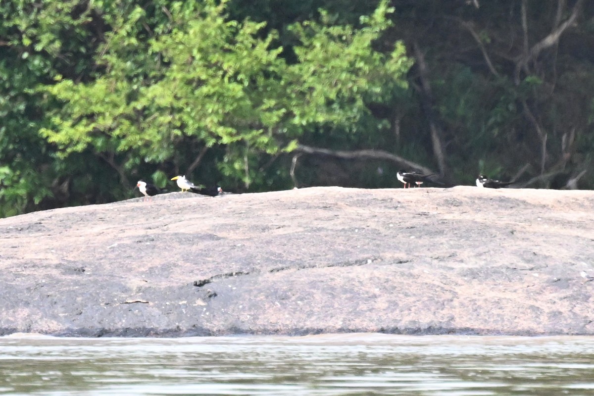 Black Skimmer - ML648743667